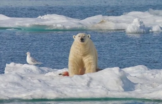罕见一幕！北极熊是最凶残的杀手 残忍吞食幼崽(组图)