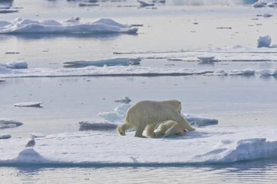 罕见一幕！北极熊是最凶残的杀手 残忍吞食幼崽(组图)