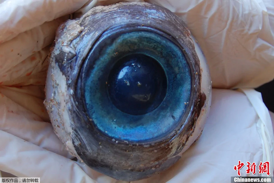 美國佛州海灘現被衝上岸的神秘藍色大眼睛(高清組圖)