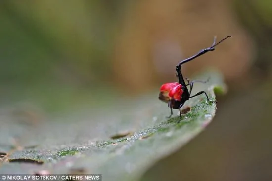 奇異昆蟲似外星生物：脖子超長為身體數倍(組圖)