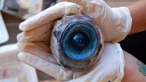 美國佛羅里達州海灘巨型眼球謎底揭曉