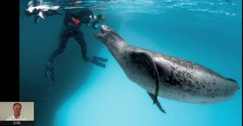 豹斑海豹 错把摄影师当同伴捕捉企鹅喂养 阿波罗新闻网