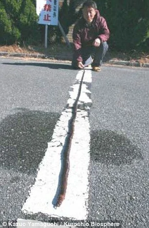 2009年在日本瀨戶漁港發現的博比特蟲，長度達到驚人的3米。