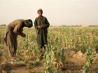 阿富汗坎大哈附近的一处罂粟田。图片摄于2006年4月28日