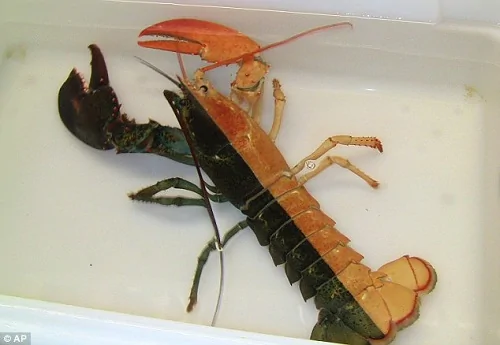 美渔夫捕到怪异龙虾 身体一半黑色一半橘红(图)