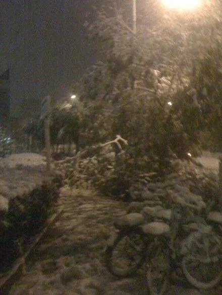 北京大雪 树木不堪重负
