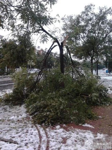 北京大雪 树木不堪重负