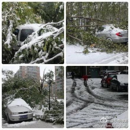 北京大雪 树木不堪重负
