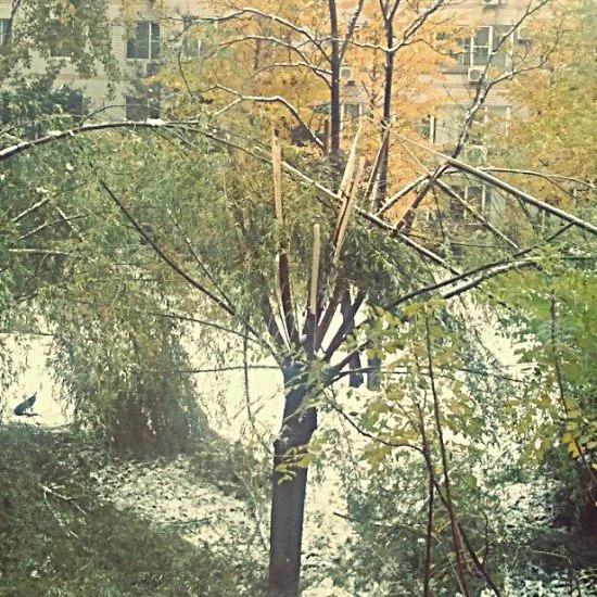 北京大雪 树木不堪重负