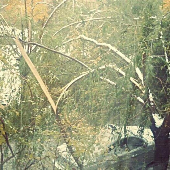 北京大雪 树木不堪重负