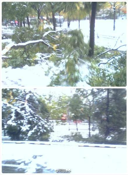 北京大雪 树木不堪重负