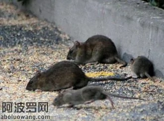 Mäuse Ratten auf der Straße