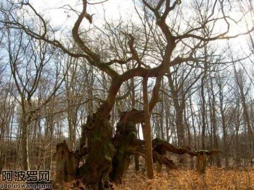 世界上最古老的“千年神树”