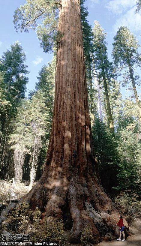 探访美国千年巨型红杉:20层楼高 3200年历史