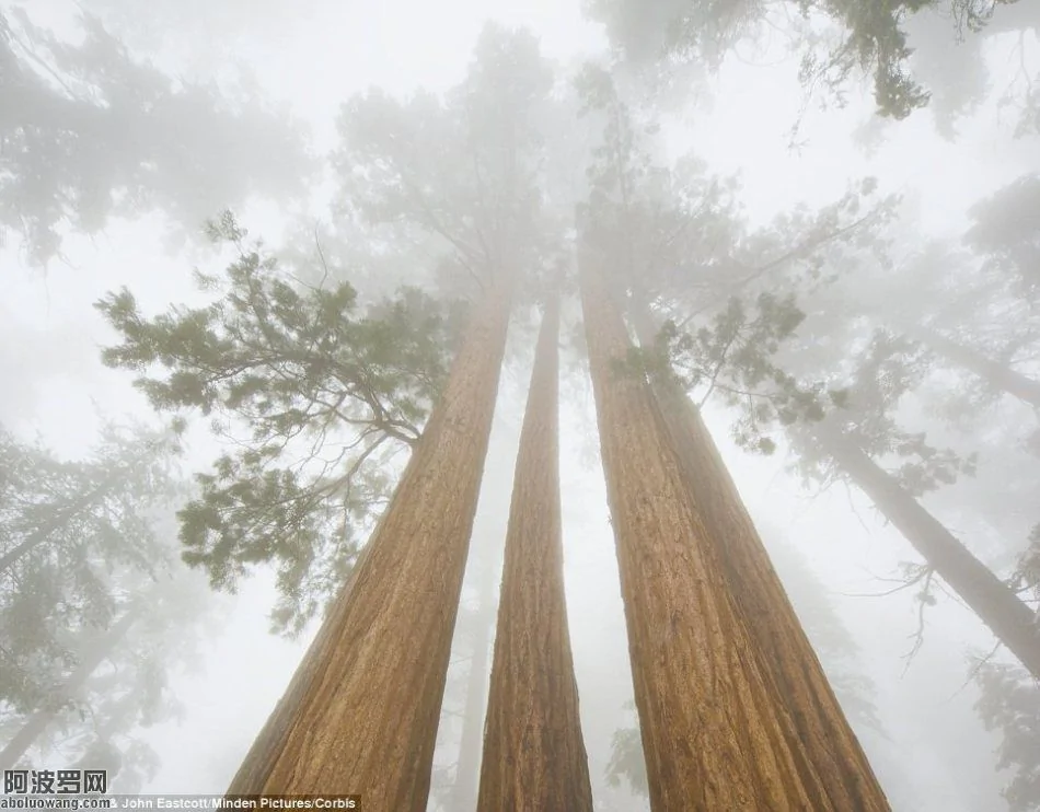 令人惊叹的世界第二大树：20层楼高 3200年历史(高清组图)