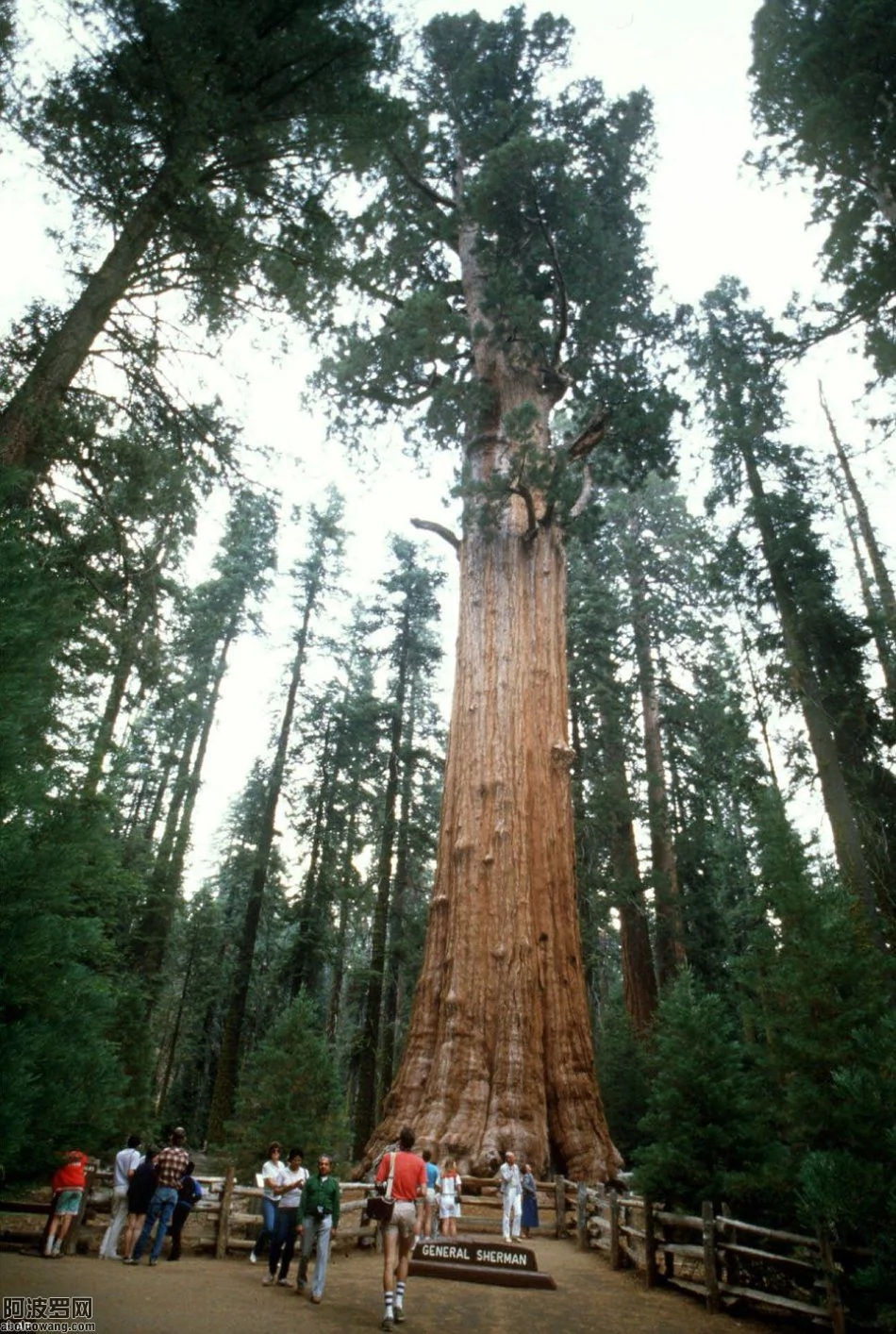令人驚嘆的世界第二大樹：20層樓高 3200年歷史(高清組圖)