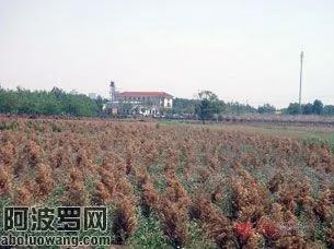 村长黄双来的别墅