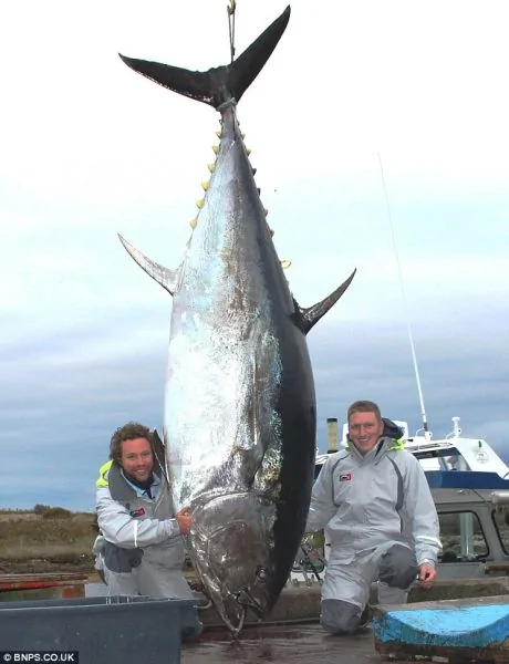 加拿大漁民捕獲453公斤巨型金槍魚 耗時2小時(組圖)