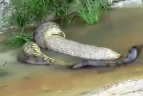 蟒蛇水中翻滚反刍食物 吐出动物疑似奶牛(图文/视频)