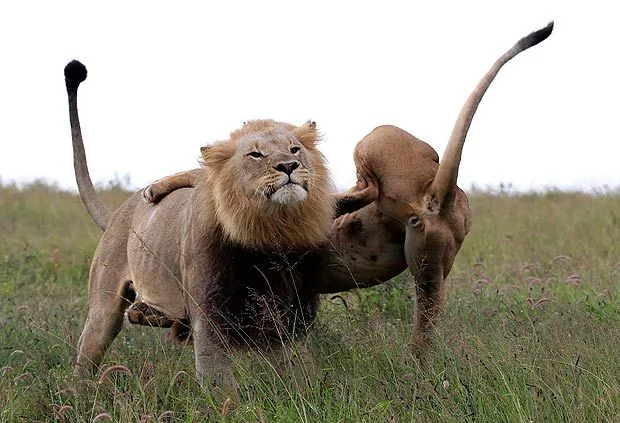 摄影师南非抓拍：雄狮偷幼崽遭母狮骑头惩罚(高清组图)