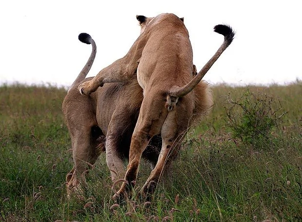 摄影师南非抓拍：雄狮偷幼崽遭母狮骑头惩罚(高清组图)
