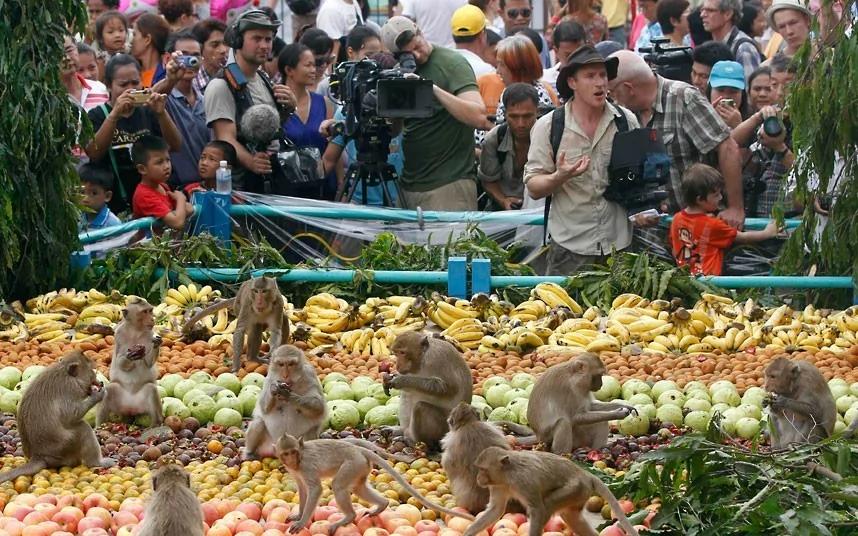 泰国猴子自助美食节:4吨水果专供猴子享用
