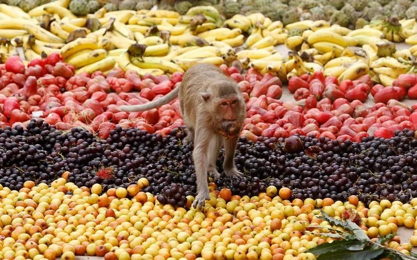 泰国猴子自助美食节:4吨水果专供猴子享用