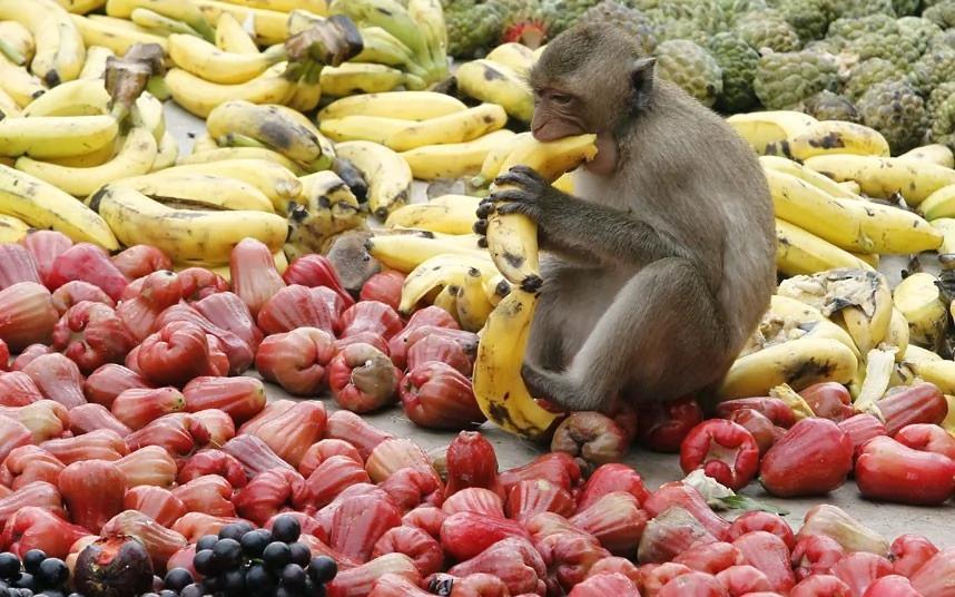 泰国猴子自助美食节:4吨水果专供猴子享用