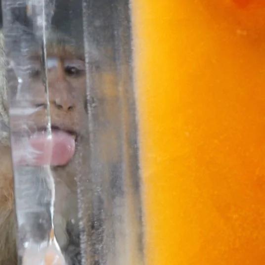 泰国猴子自助美食节:4吨水果专供猴子享用