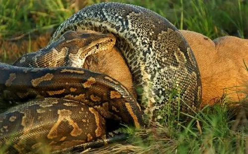 非洲蟒蛇生吞羚羊 震惊场面令人心颤(组图)