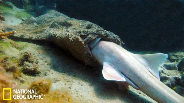 2012年國家地理最佳新聞圖片：鯊魚吞食鯊魚(高清組圖)