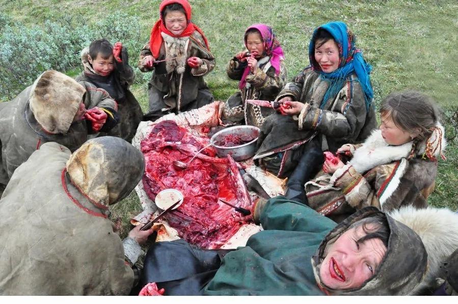 揭秘涅涅茨人独特生活:生吃鹿肉四处迁徙
