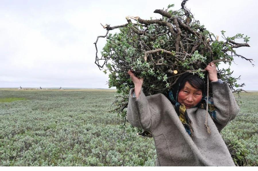 揭秘涅涅茨人独特生活:生吃鹿肉四处迁徙
