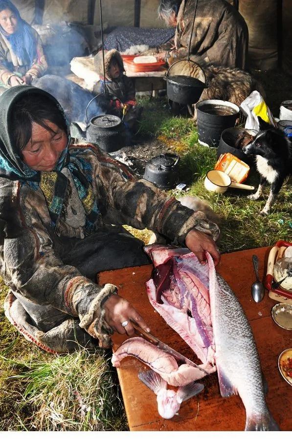揭秘涅涅茨人独特生活:生吃鹿肉四处迁徙