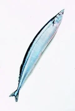 魚類極品秋刀魚