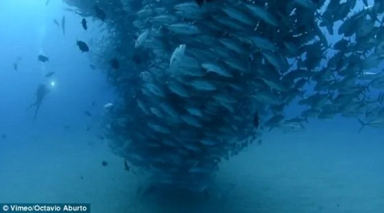 摄影师拍巨型鱼群旋转上升形成深海龙卷风瞬间(组图)