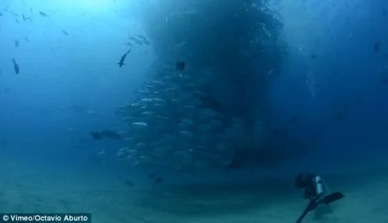 摄影师拍巨型鱼群旋转上升形成深海龙卷风瞬间(组图)