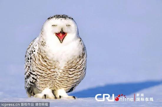 加拿大猫头鹰雪地练溜冰 眯眼大笑卖萌