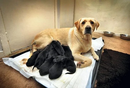 黃色拉布拉多竟生下12隻純黑小狗