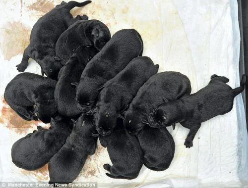 黄色拉布拉多竟生下12只纯黑小狗