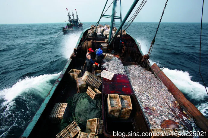 觸目驚心中國近海焦慮症：魚類枯竭糾紛污染困擾(組圖)