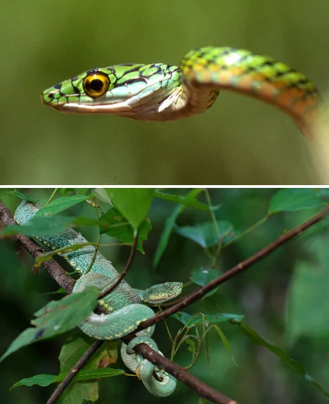 大自然12种模仿高手：无毒蛇展平头部似毒蛇(高清组图)