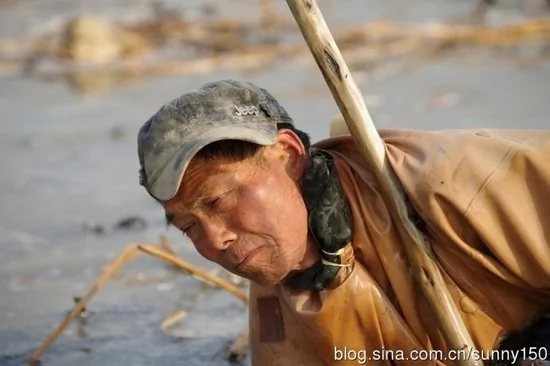 實拍陝西渭河灘上挖藕人原來藕是這樣挖出來的(組圖)