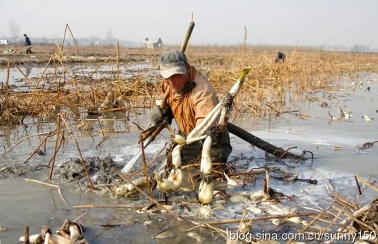 实拍陕西渭河滩上挖藕人原来藕是这样挖出来的(组图)