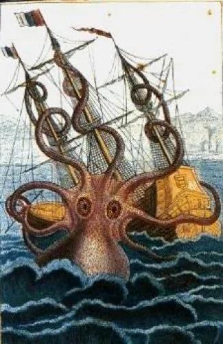挪威“北海巨妖”8米大王乌贼现身(图)