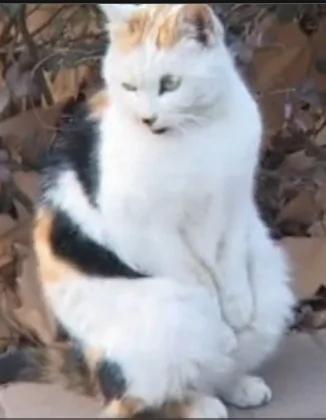 南京“搓手猫”走红网络 网友又爱又怜