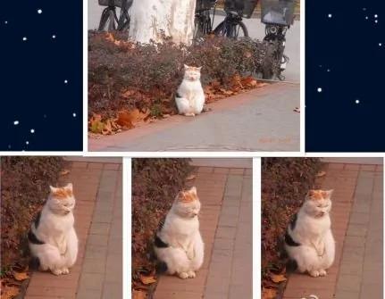 南京“搓手猫”走红网络 网友又爱又怜