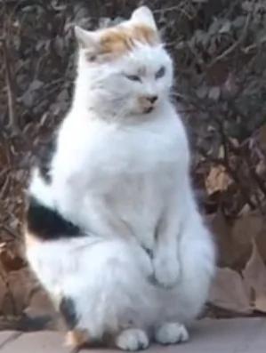 南京“搓手猫”走红网络 网友又爱又怜