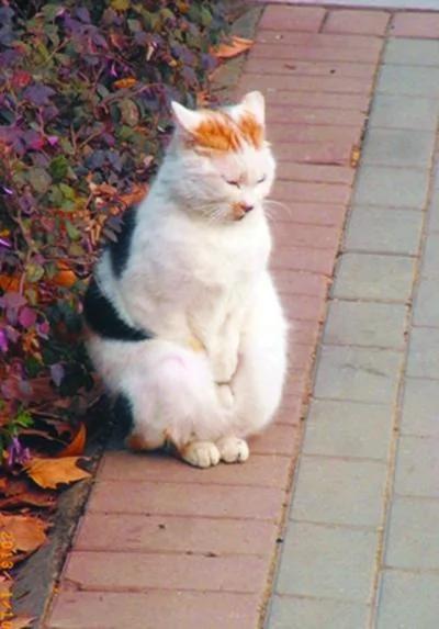 南京“搓手猫”走红网络 网友又爱又怜