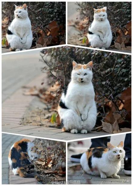 南京“搓手猫”走红网络 网友又爱又怜